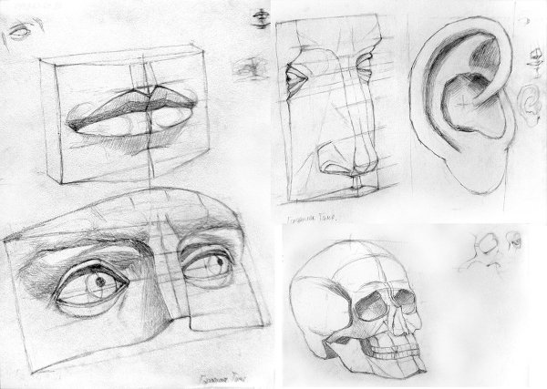 Готфрид Баммес анатомия носа