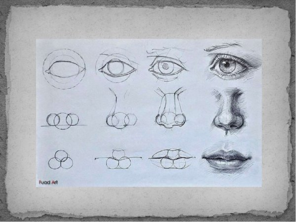Поэтапное рисование глаз губ носа
