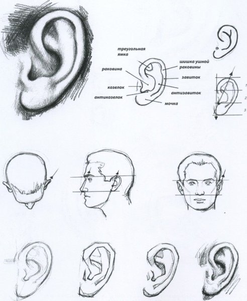 Как рисовать ухо человека карандашом