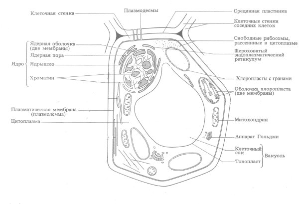 Структура растительной клетки рисунок