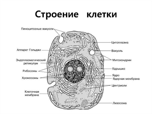 Схема строения эукариотической растительной клетки