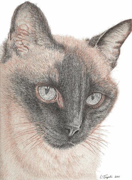 Сиамская кошка карандашом