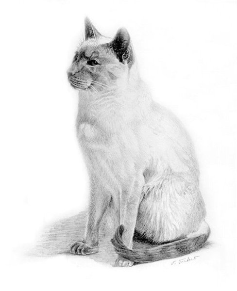 Рисунки сиамских кошек простым карандашом