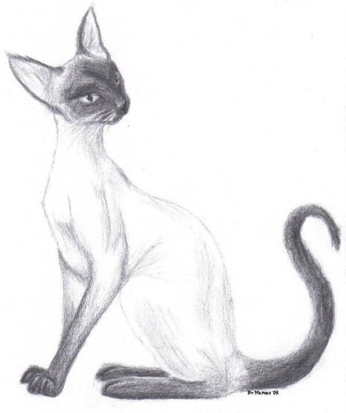 Мордочка кота пастелью