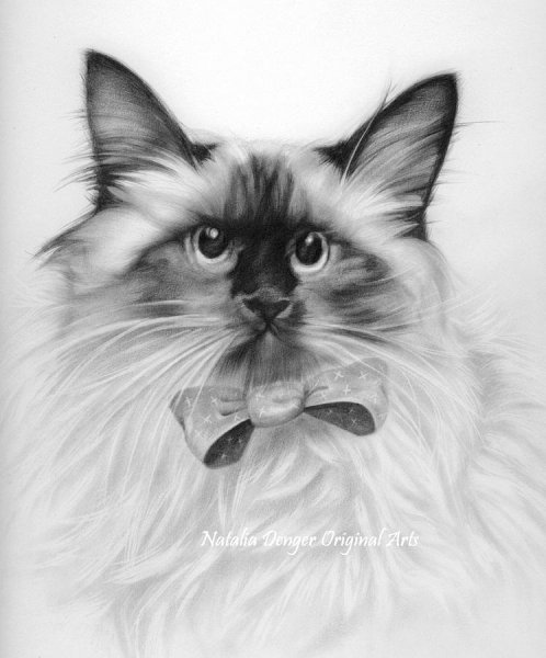 Сиамская кошка карандашом