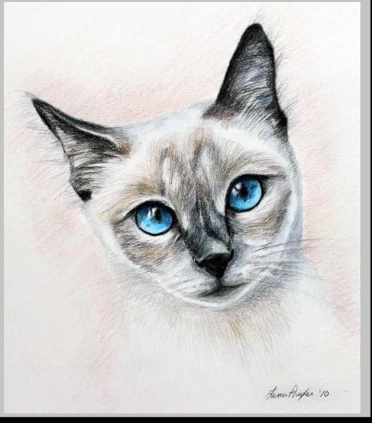 Наброски животных пятном