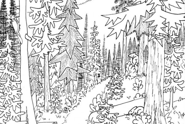 Раскраска леса