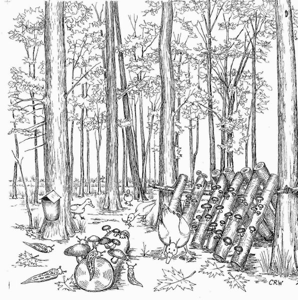 Береза раскраска