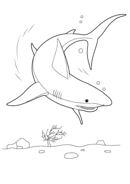 Акула раскраска