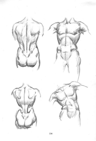 Торс женский для рисования