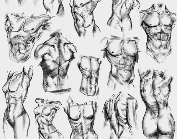 Анатомия чб