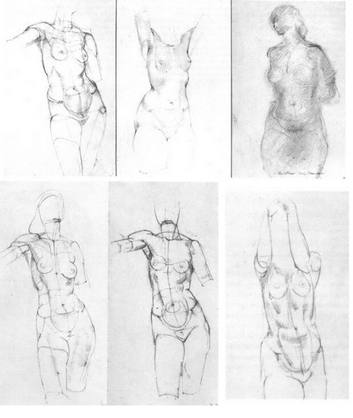 Мышцы торса анатомия для художников