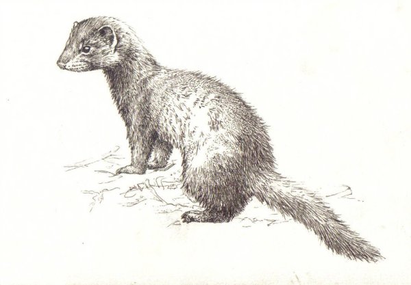 Европейская норка рисунок