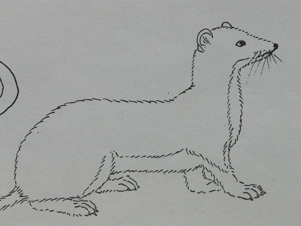 Рисунок мангуста