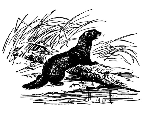 Европейская норка