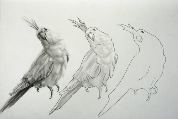 Попугай корелла скетч