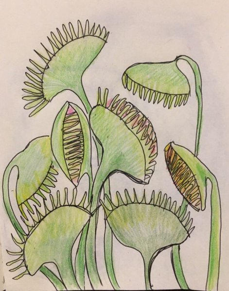 Росянка Венерина