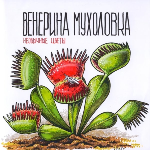 Венерина мухоловка рисунок