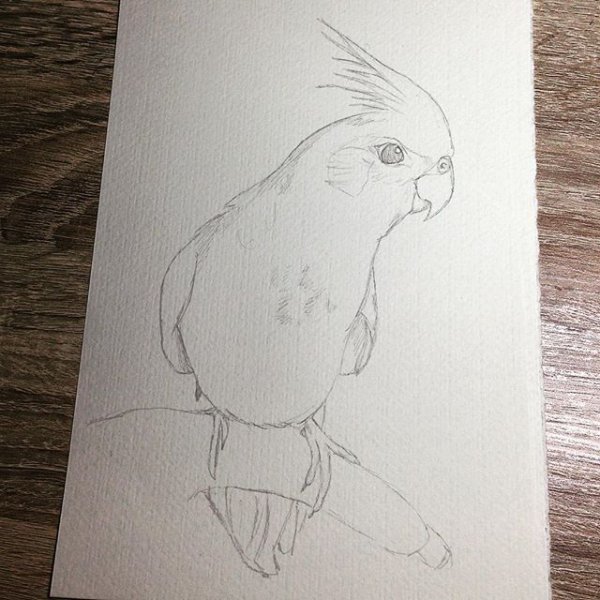 Попугай корелла набросок