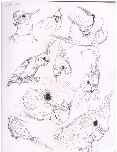 Попугай корелла