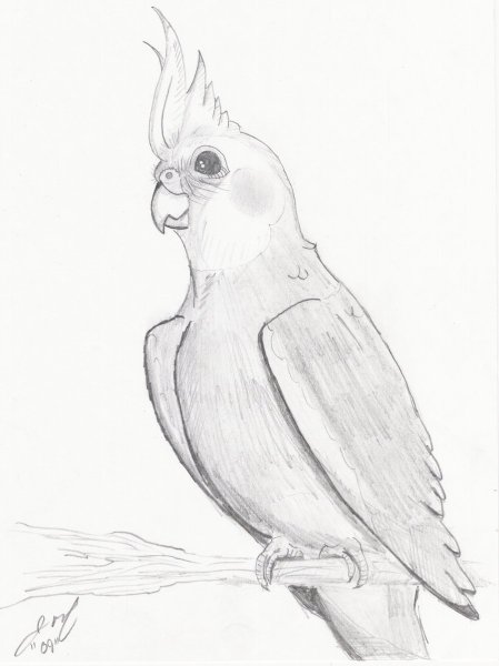 Попугай для срисовки легко