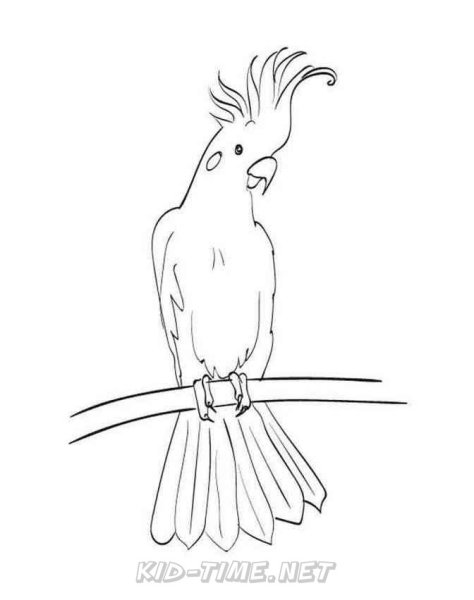 Раскраска попугай корелла