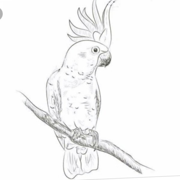 Попугай корелла набросок