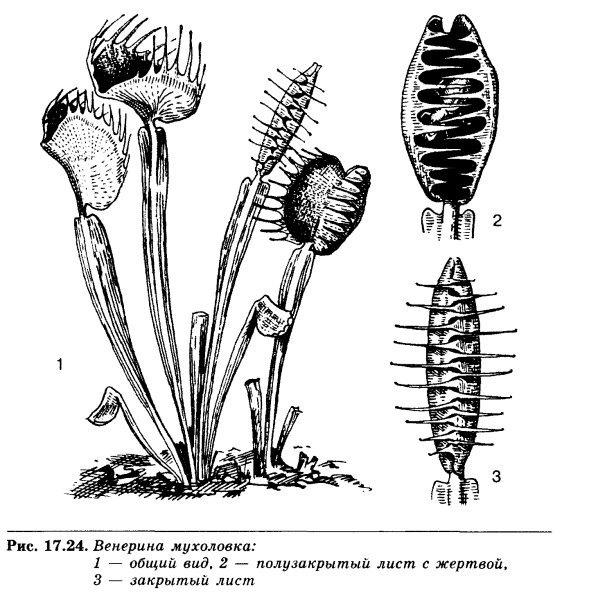 Ловчий аппарат Венериной мухоловки