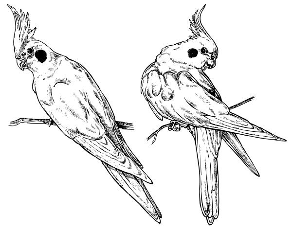 Попугайчик корелла рисунок