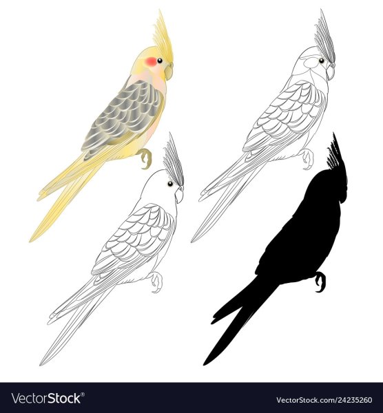 Попугай корелла рисунок