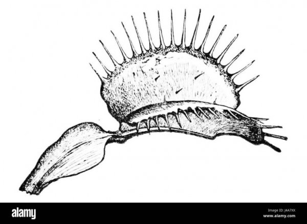 Венерина мухоловка референс