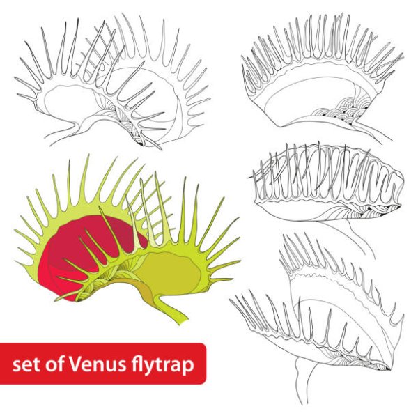 Фантастические растения карандашом
