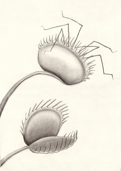 Эскиз цветы с зубами