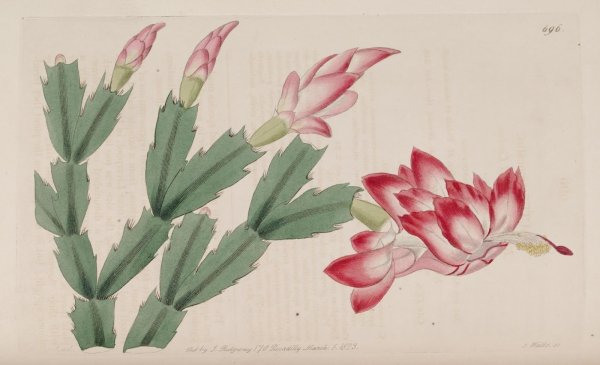 Шлюмбергера цветок живопись