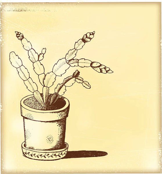 Рисование комнатное растение декабрист