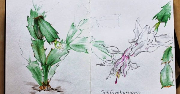 Декабристы рисунок