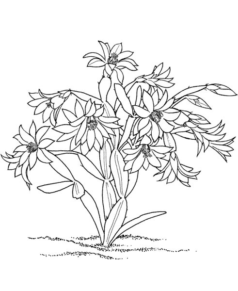 Раскраски растения цветы