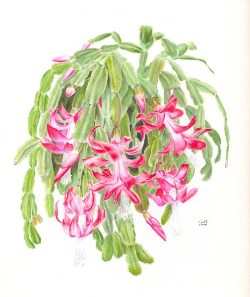 Декабристы рисунок