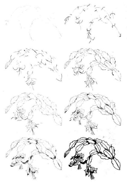 Рисование декабрист цветок