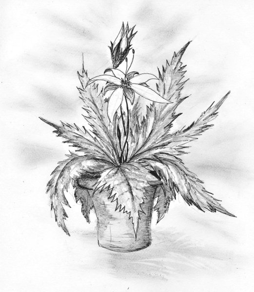 Шаблоны фуксии