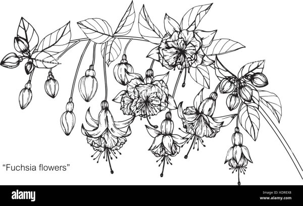 Ботанический рисунок шлюмбергера