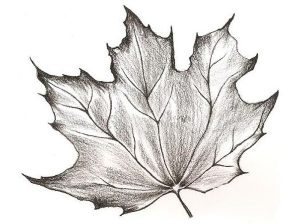Кленовый лист цветными карандашами