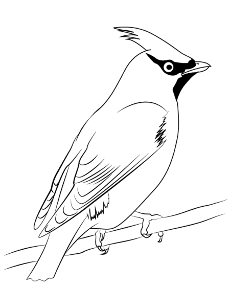 Зимующие птицы свиристель раскраска