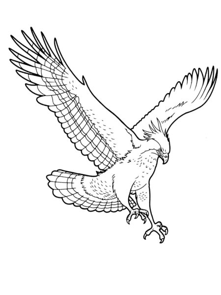 Орел раскраска