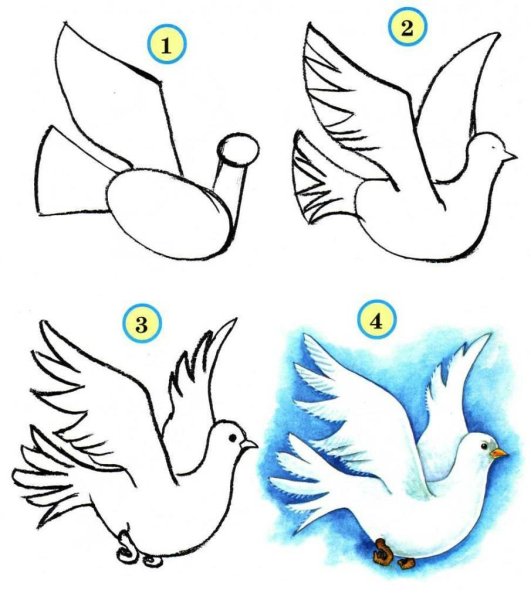 Нарисовать голубя поэтапно