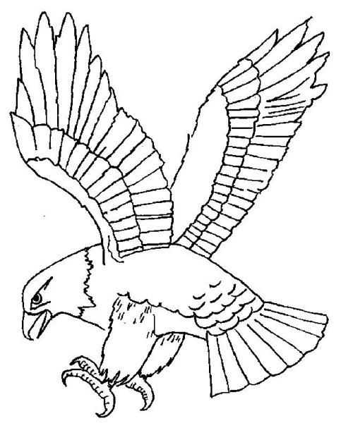 Сокол карандашом