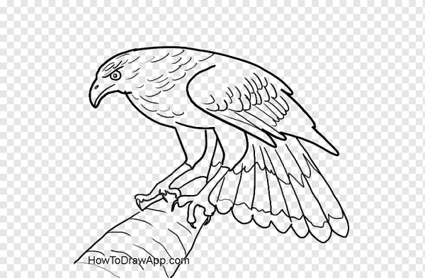 Орел рисунок