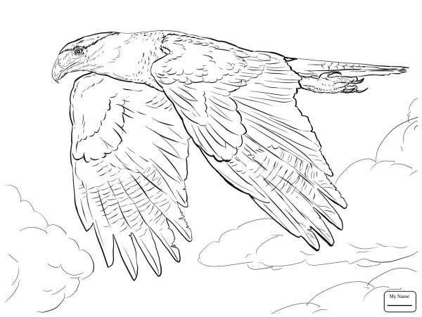 Детские рисунки Финист Ясный Сокол лёгкие