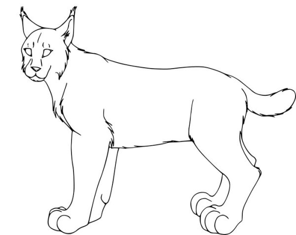 Рысь карандашом