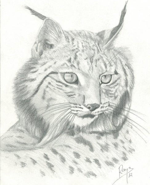 Рысь карандашом